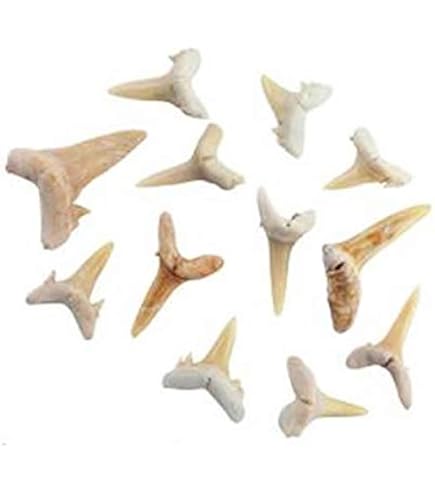 天然アンモナイト化石 研磨標本 2.6kg 台座 木箱付 古生物標本 化石標本 天然アンモナイト化石 研磨標本 2.6kg 台座 木箱付 古生物標本 化石標本